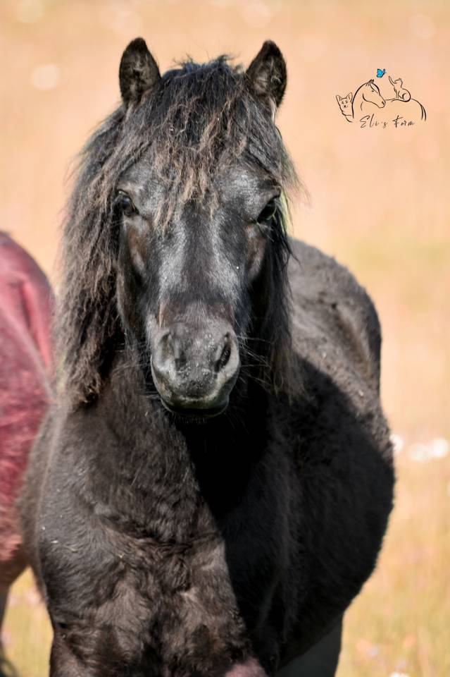 Gelding Dartmoor For sale 2024 Black