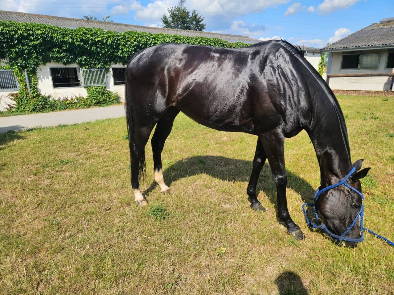 Filly Thoroughbred For sale 2016 Dark Bay