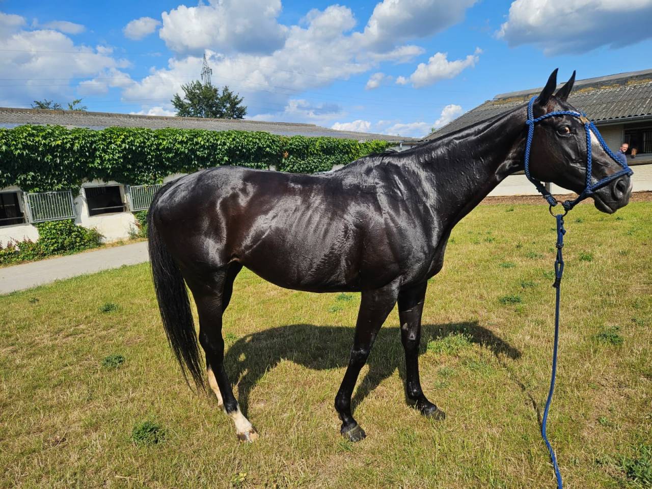 Filly Thoroughbred For sale 2016 Dark Bay