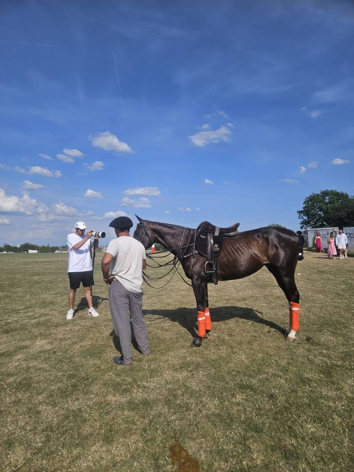 Filly Thoroughbred For sale 2016 Dark Bay