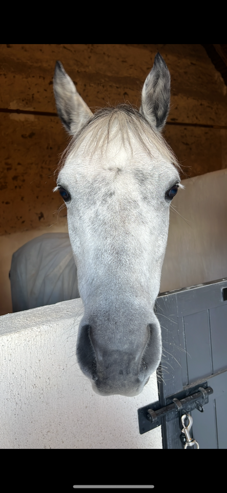 Gelding Origin Recorded For sale 2017 Grey