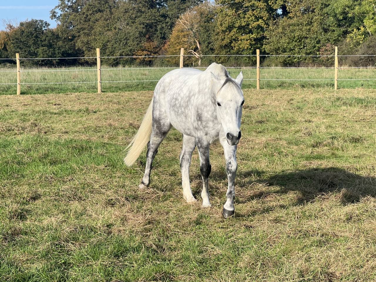 Gelding Origin Recorded For sale 2017 Grey