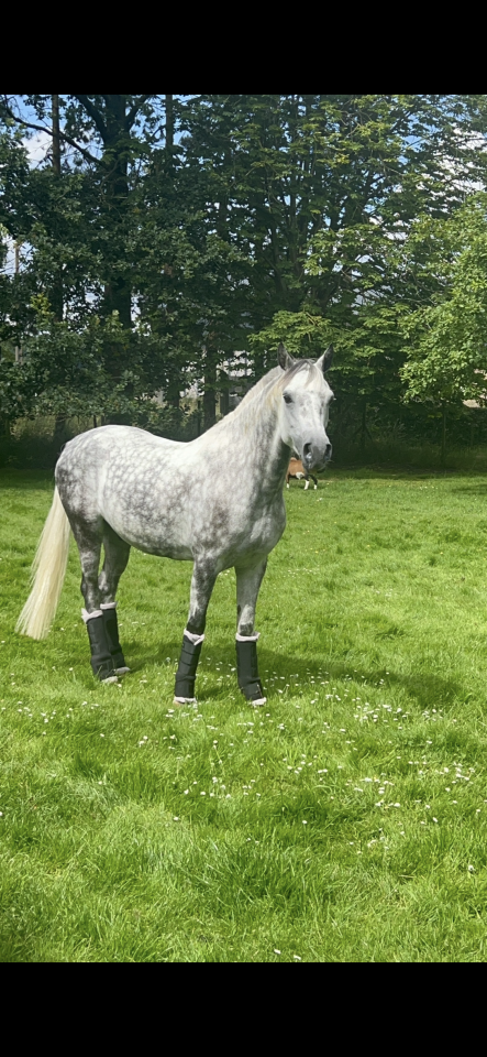 Gelding Origin Recorded For sale 2017 Grey