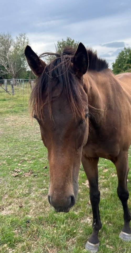 Gelding English Thoroughbred For sale 2020 Dark Bay