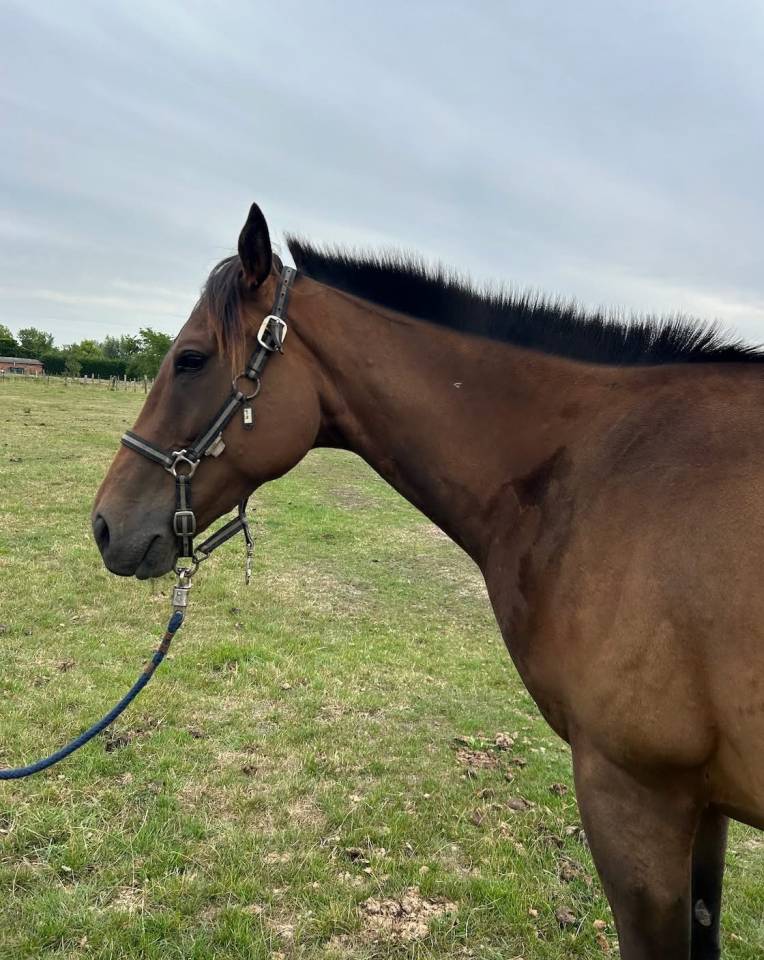 Gelding English Thoroughbred For sale 2020 Dark Bay