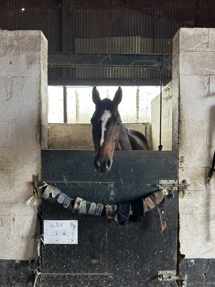 Mare English Thoroughbred For sale 2020 Dark Bay