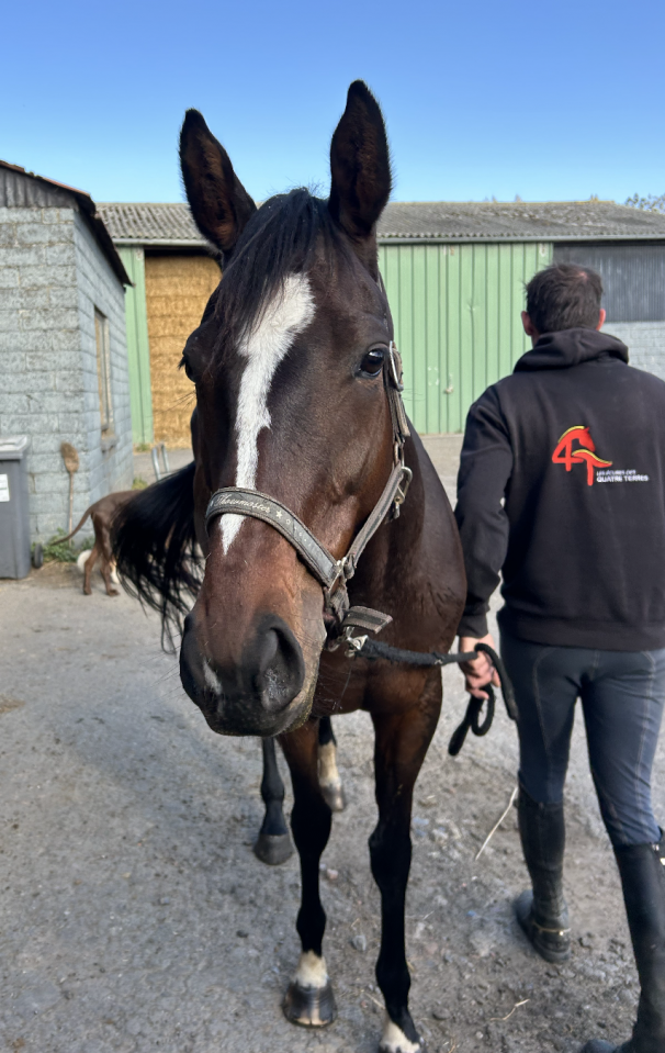 Mare English Thoroughbred For sale 2020 Dark Bay