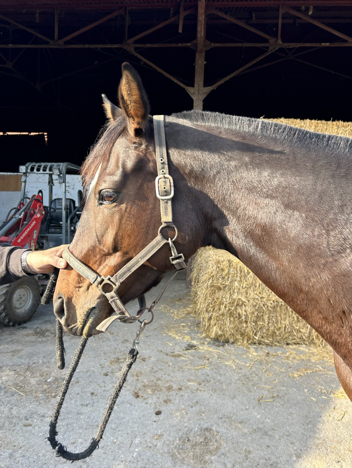 Mare English Thoroughbred For sale 2020 Dark Bay