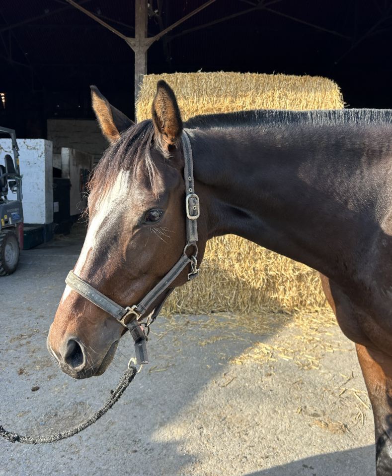 Mare English Thoroughbred For sale 2020 Dark Bay
