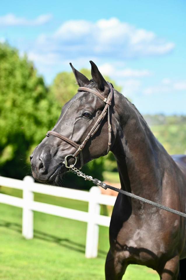 Mare BWP Belgian Warmblood For sale 2021 Black