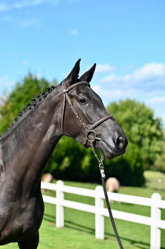 Mare BWP Belgian Warmblood For sale 2021 Black