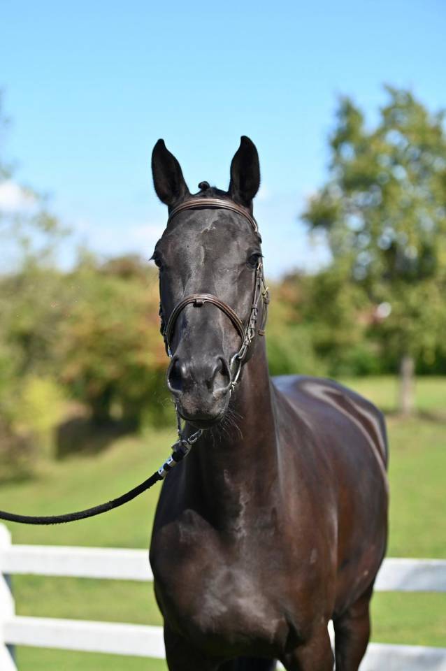 Mare BWP Belgian Warmblood For sale 2021 Black