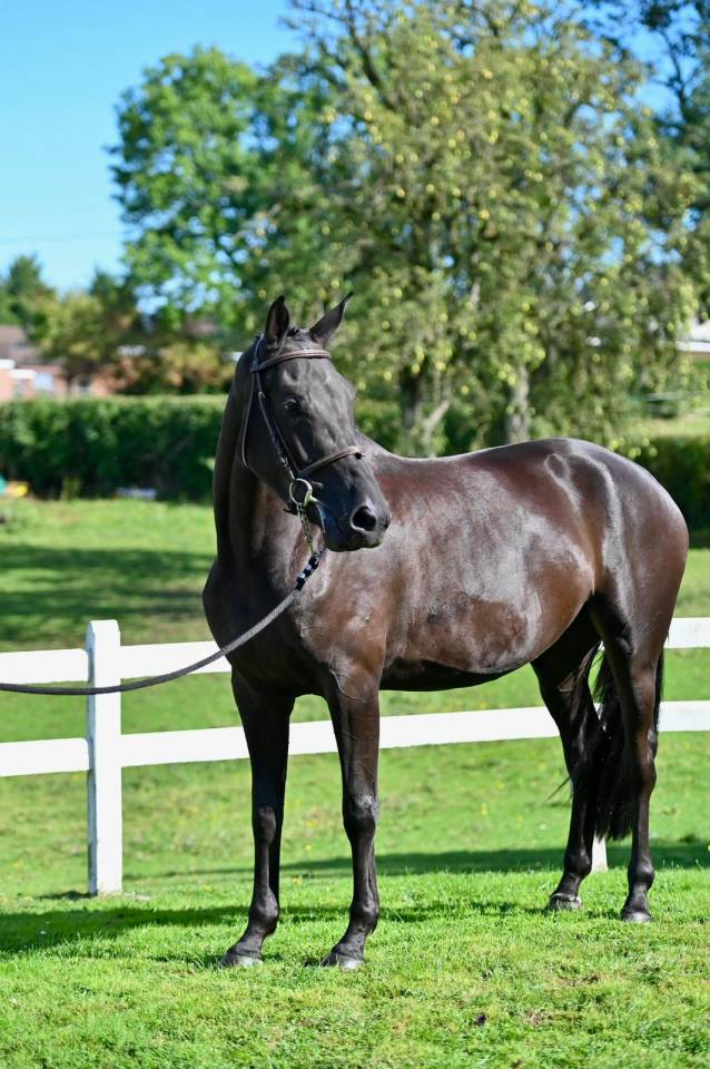 Mare BWP Belgian Warmblood For sale 2021 Black