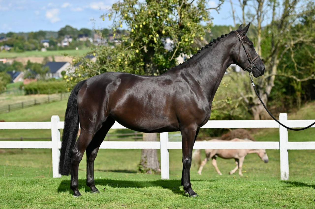 Mare BWP Belgian Warmblood For sale 2021 Black
