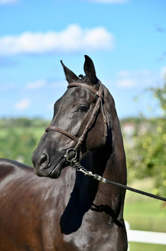 Mare BWP Belgian Warmblood For sale 2021 Black