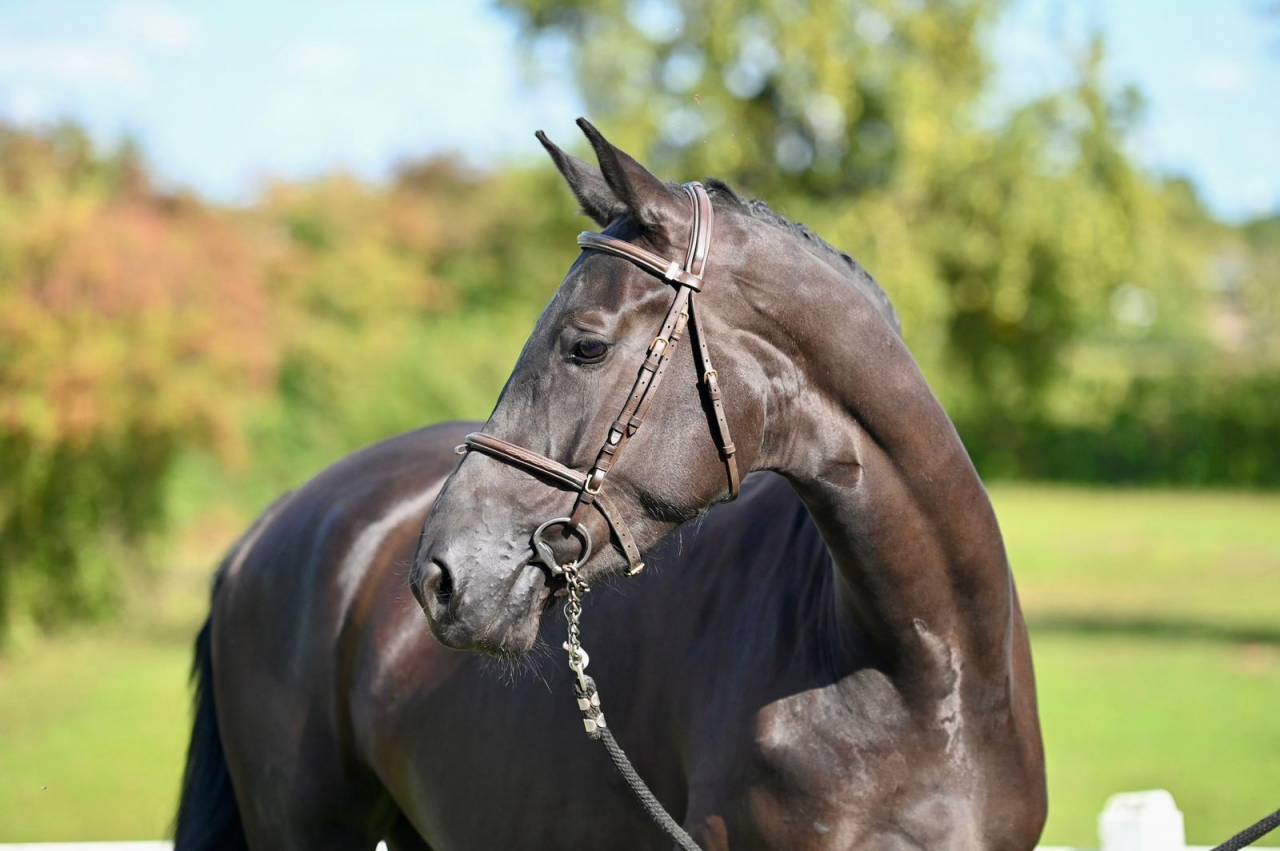 Mare BWP Belgian Warmblood For sale 2021 Black
