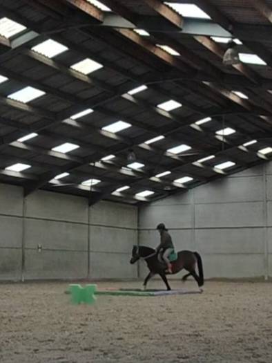 Mare Welsh Pony (Section C) For sale 2011 Bay