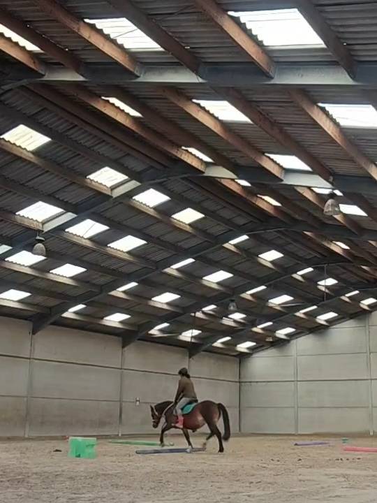 Mare Welsh Pony (Section C) For sale 2011 Bay