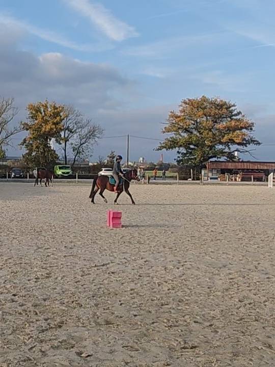 Mare Welsh Pony (Section C) For sale 2011 Bay