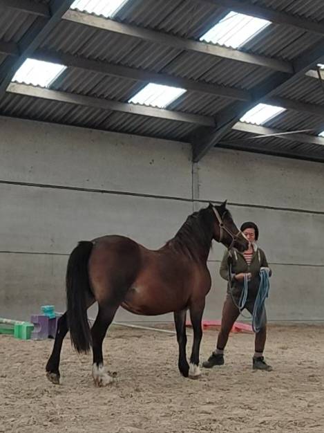 Mare Welsh Pony (Section C) For sale 2011 Bay