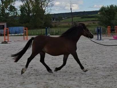 Mare Welsh Pony (Section C) For sale 2011 Bay