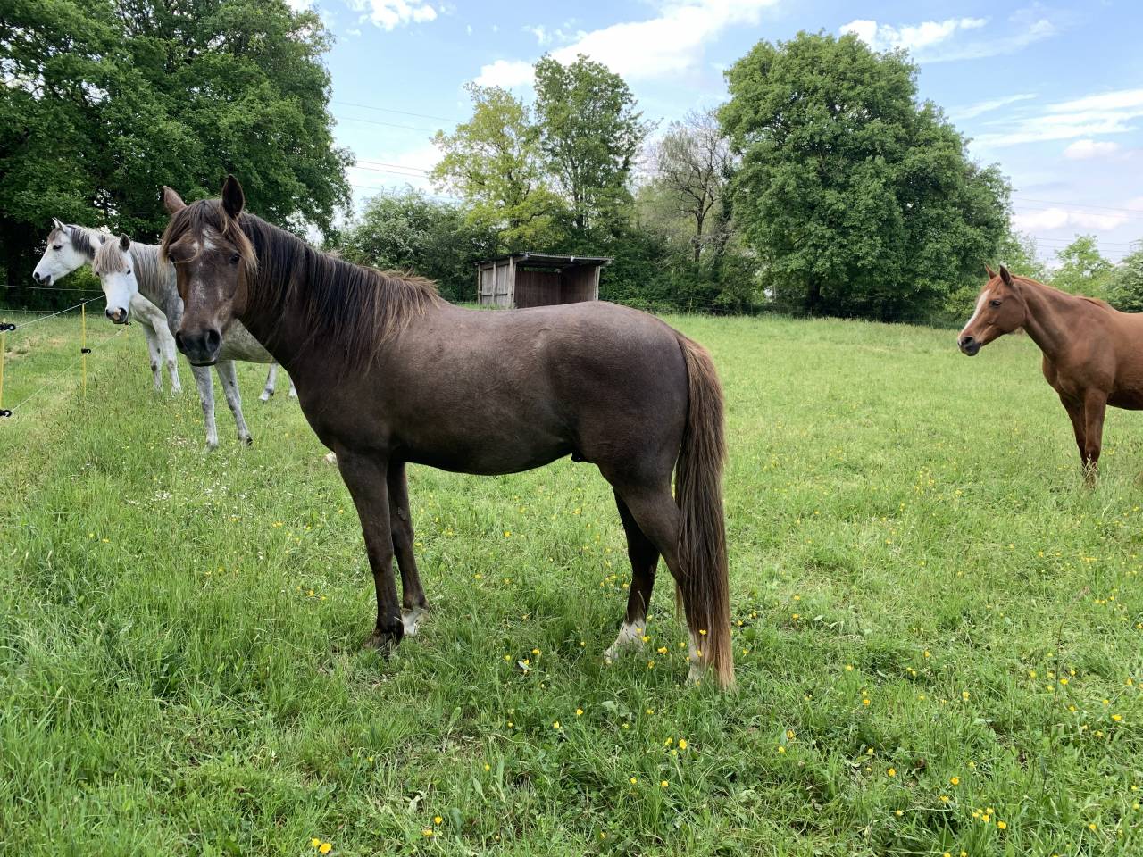 Gelding Arabian Half Blood For sale 2022 Dark Bay