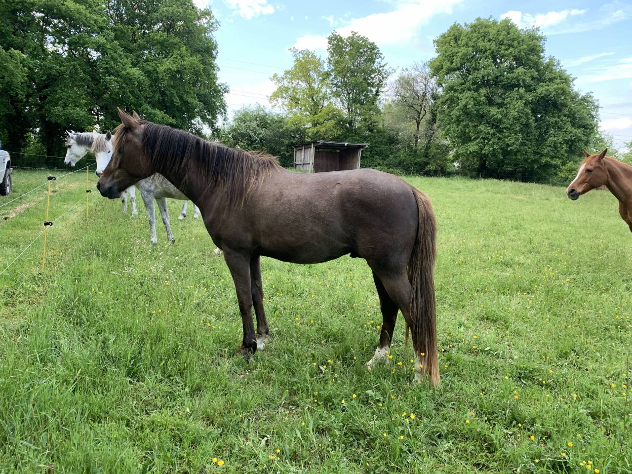 Gelding Arabian Half Blood For sale 2022 Dark Bay