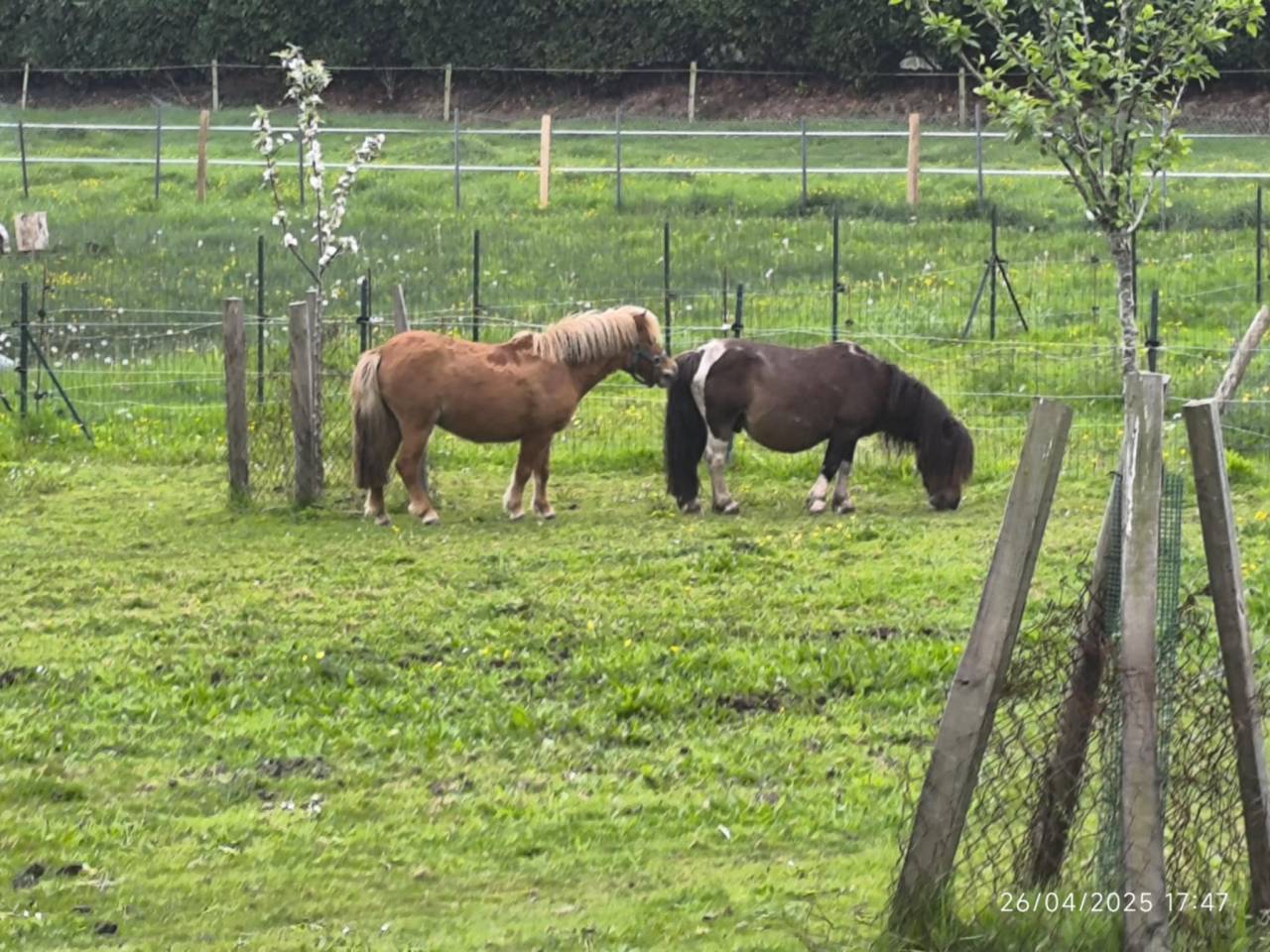 Mare Shetland Pony For sale 2022 Silver dapple