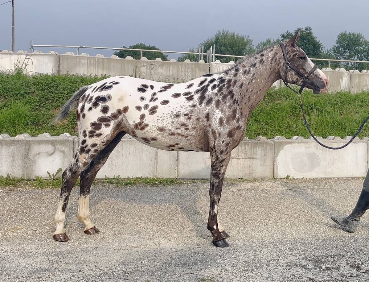 Mare AES Anglo European Studbook For sale 2022 Appaloosa