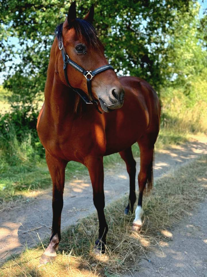 Gelding French Trotter For sale 2011 Bay