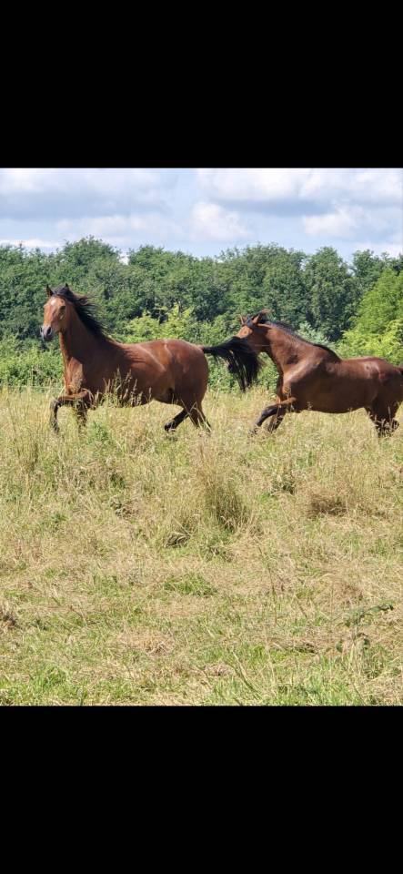 Gelding French Trotter For sale 2011 Bay