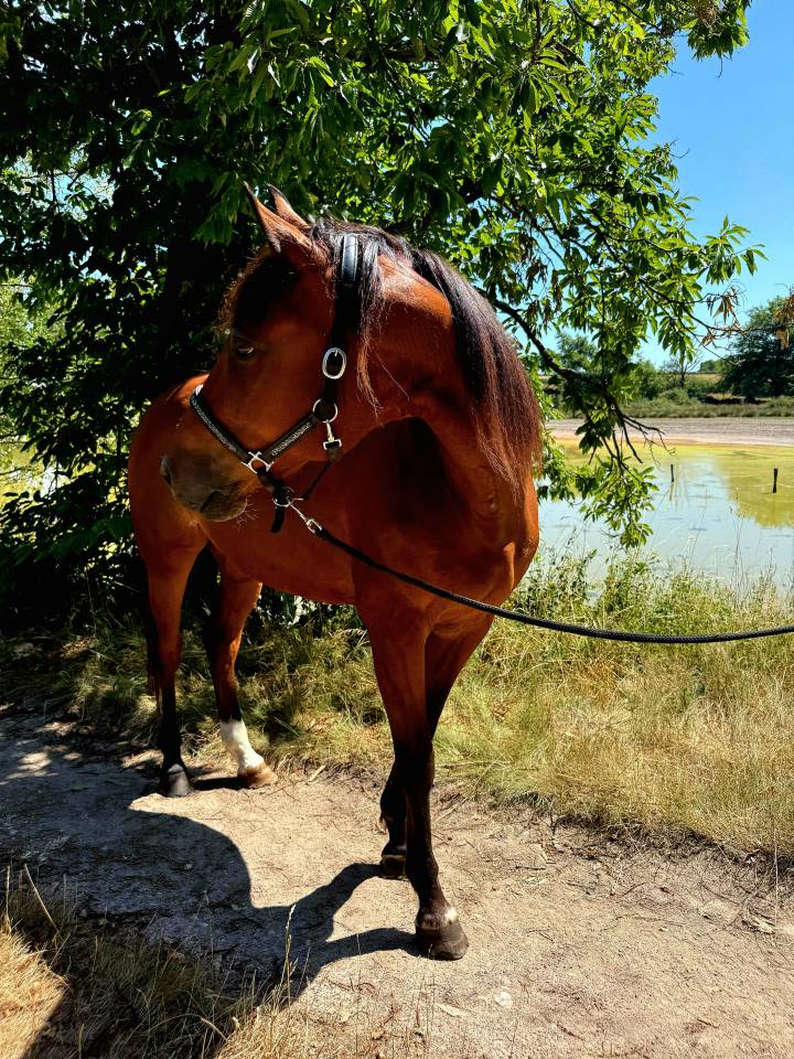 Gelding French Trotter For sale 2011 Bay