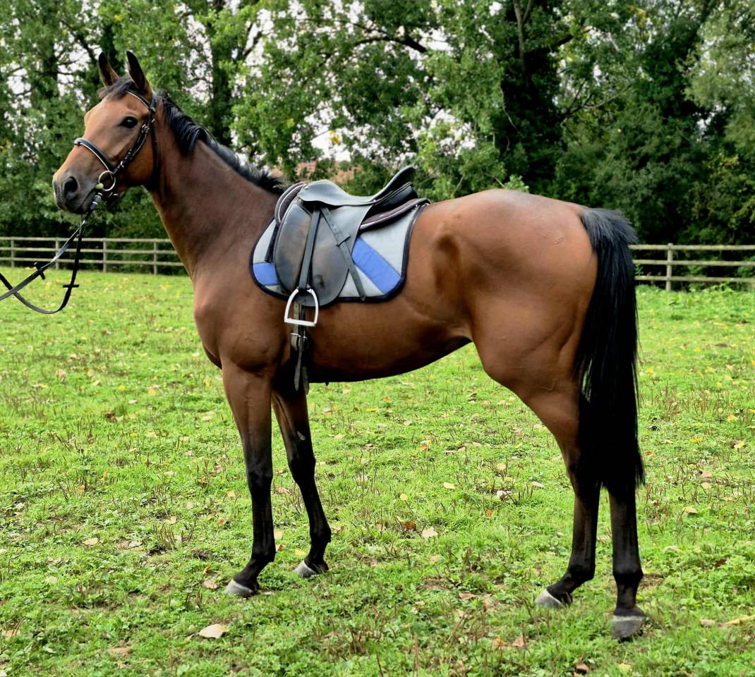 Gelding English Thoroughbred For sale 2022 Bay