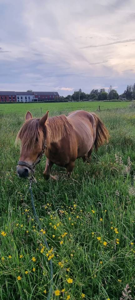 Mare No Origin Recorded For sale 2019 Chesnut