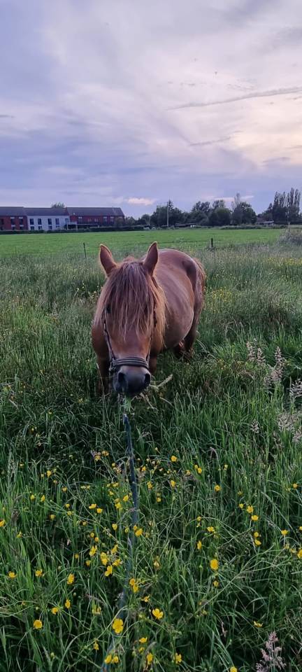 Mare No Origin Recorded For sale 2019 Chesnut