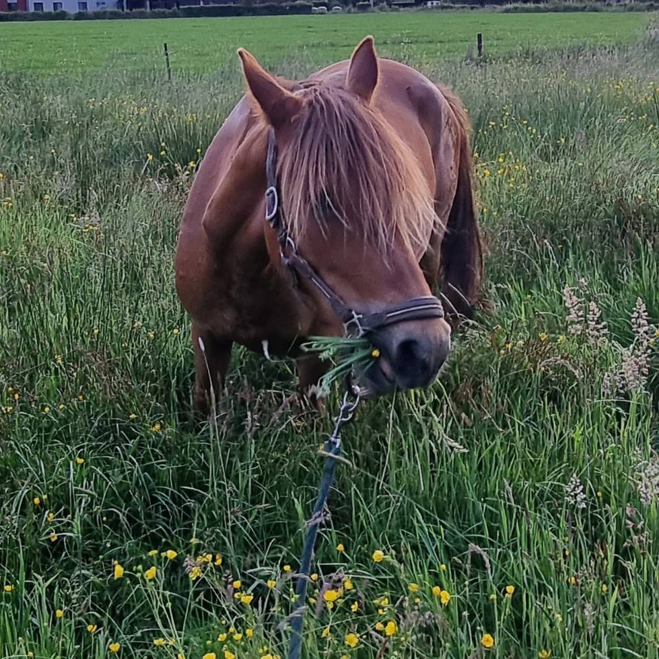 Mare No Origin Recorded For sale 2019 Chesnut
