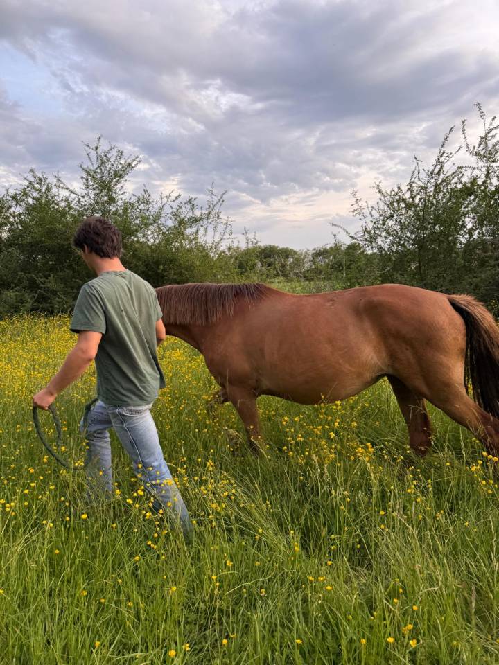 Mare No Origin Recorded For sale 2019 Chesnut