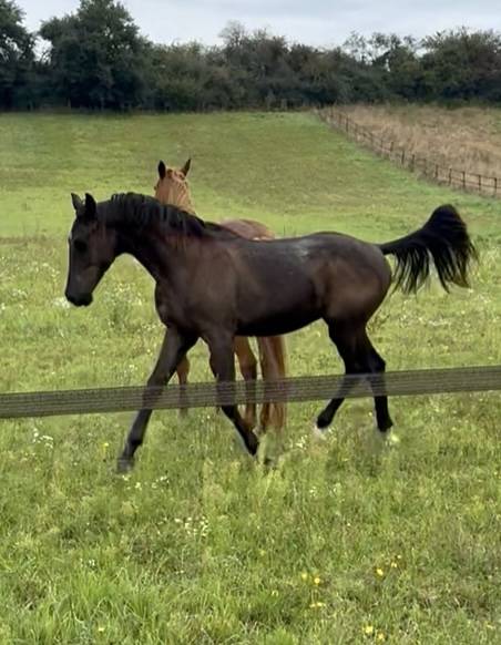 Gelding Oldenburg For sale 2024 Black