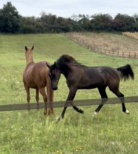 Gelding Oldenburg For sale 2024 Black