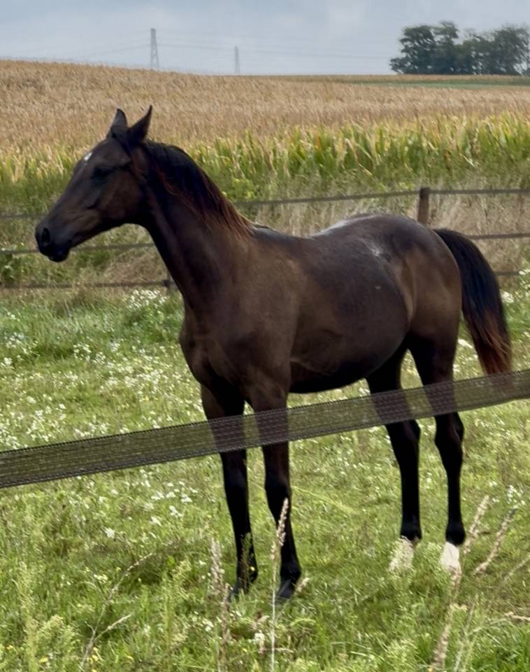 Gelding Oldenburg For sale 2024 Black