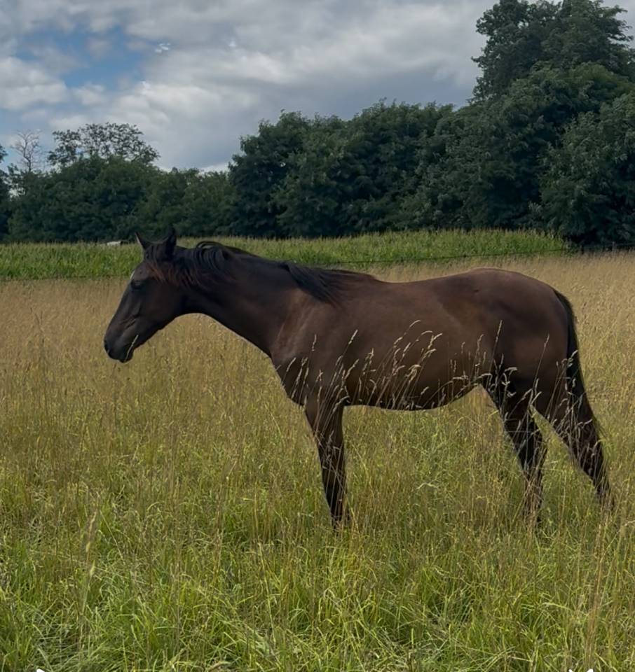 Gelding Oldenburg For sale 2024 Black