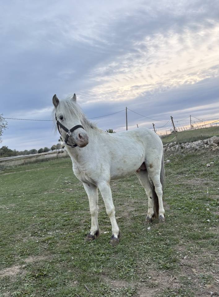 Entire No Origin Recorded For sale 2022 White