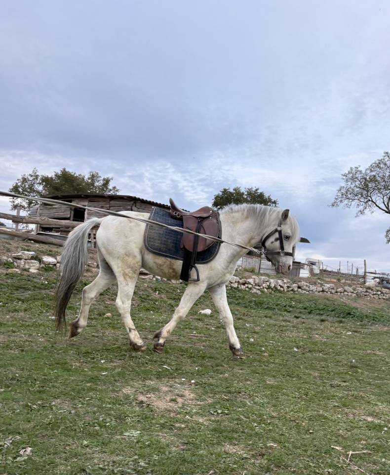 Entire No Origin Recorded For sale 2022 White