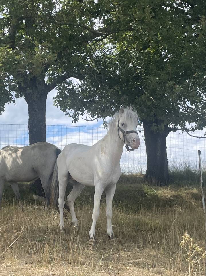 Entire No Origin Recorded For sale 2022 White