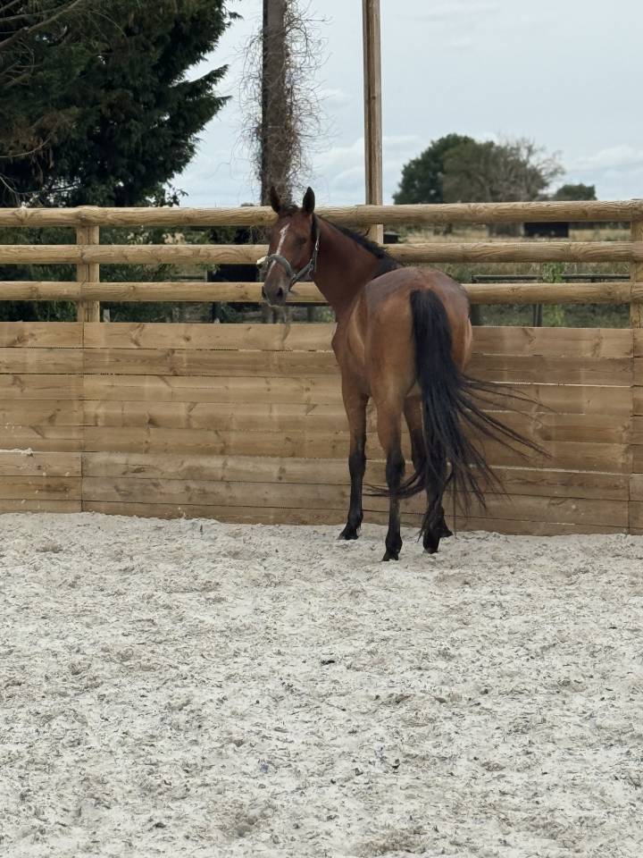 Mare Selle Français For sale 2022 Bay