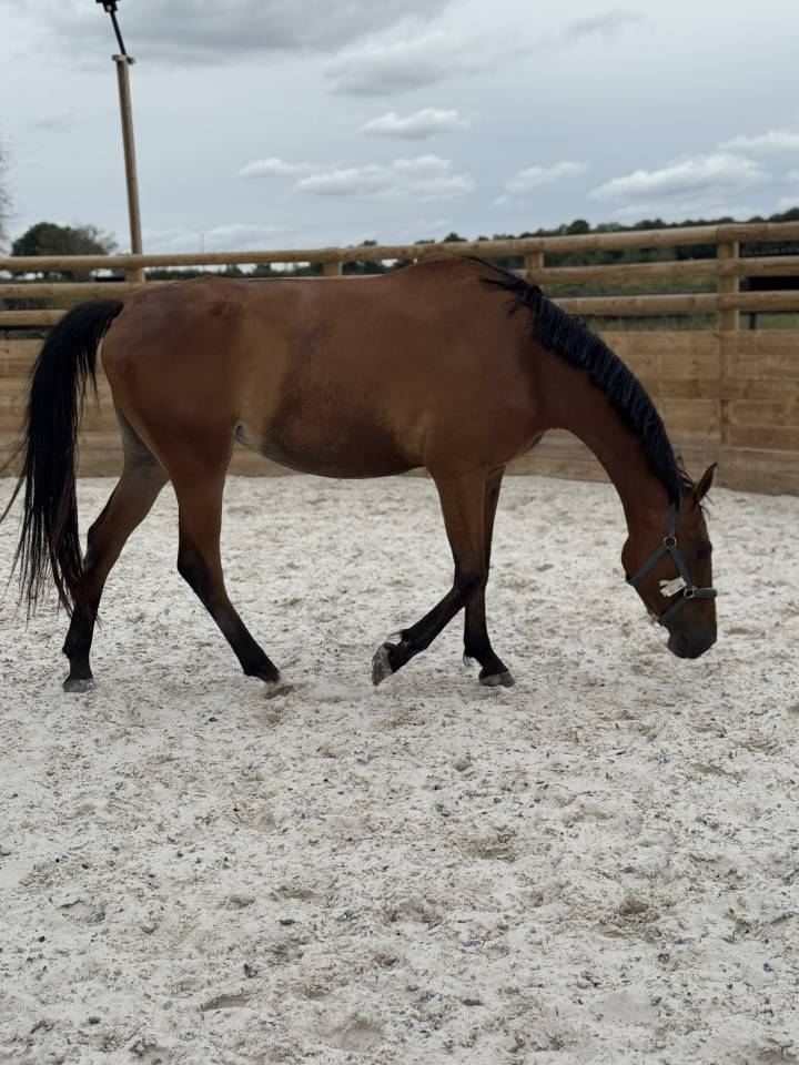 Mare Selle Français For sale 2022 Bay