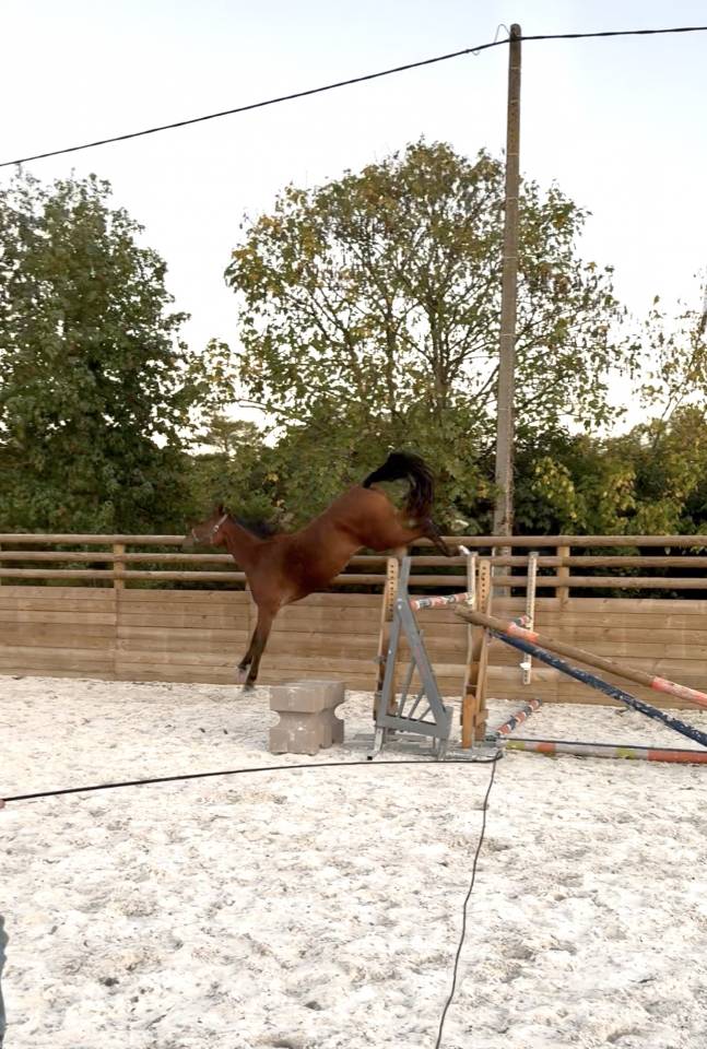 Mare Selle Français For sale 2022 Bay