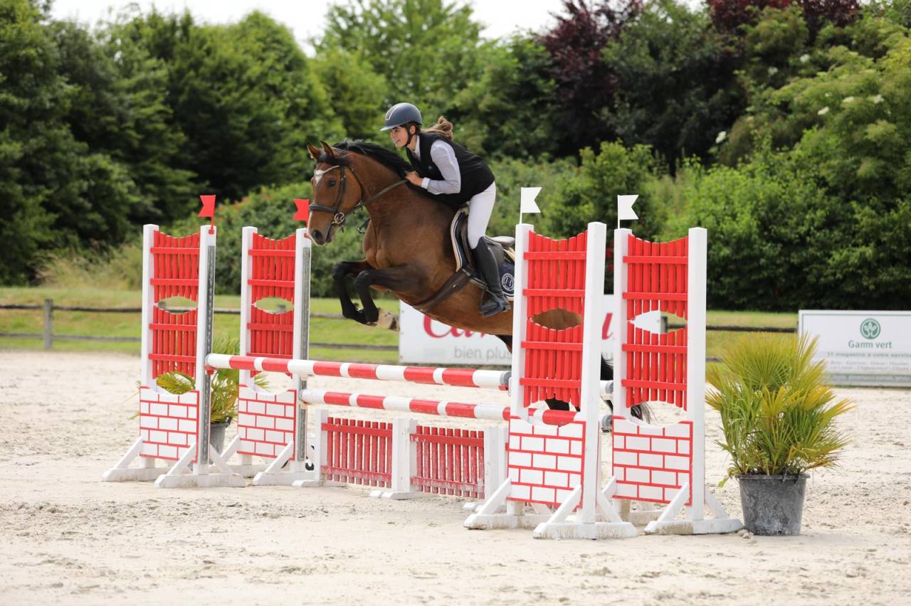 Mare Thoroughbred For sale 2020 Bay