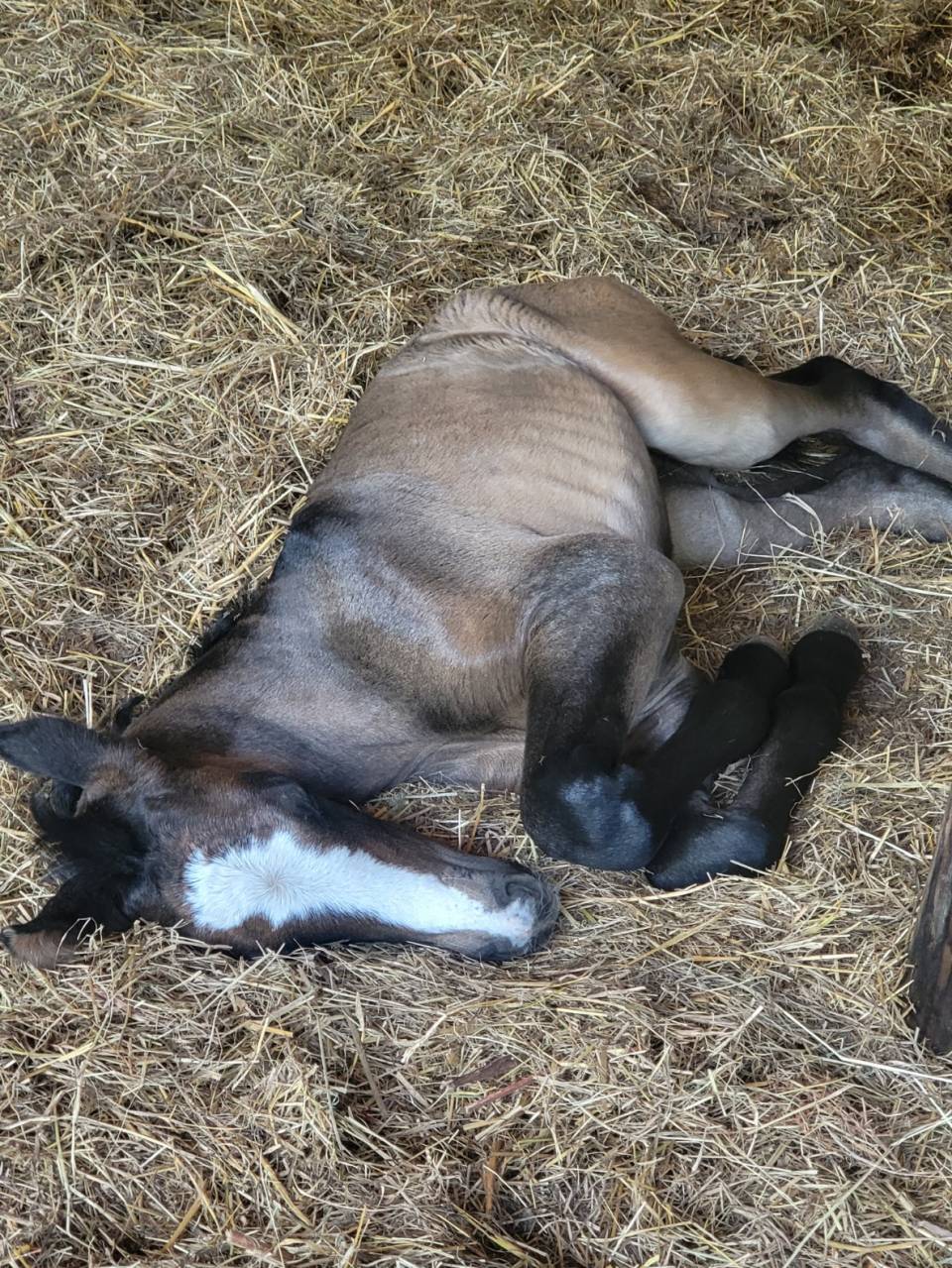 Filly PRE Pure Spanish Bred For sale 2025 Bay