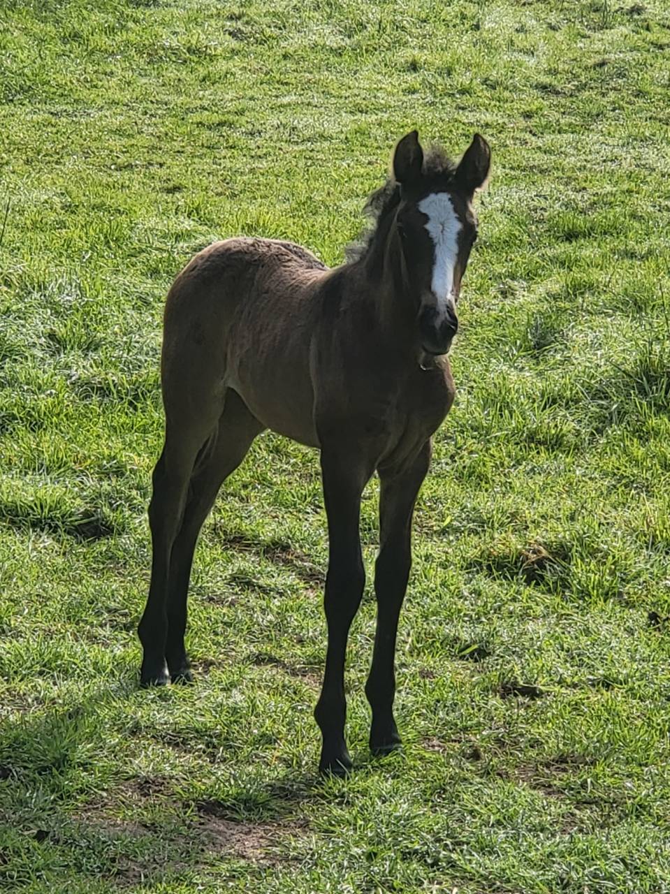 Filly PRE Pure Spanish Bred For sale 2025 Bay